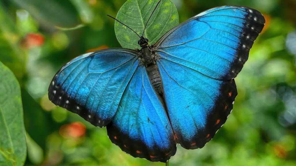 ‘Float like a butterfly’ – ‘Devil’s Island’ nation French Guiana seeks ...